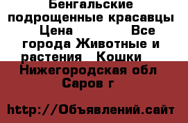 Бенгальские подрощенные красавцы. › Цена ­ 20 000 - Все города Животные и растения » Кошки   . Нижегородская обл.,Саров г.